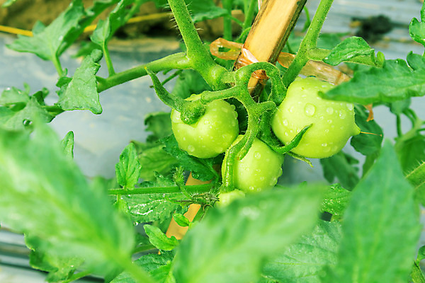 포토 JPG 해외이미지 식물 계절 꽃 음식 백그라운드 잎 농업 토마토 채소 자연 건강 사람없음 야외 초록색 여름 농장 정원 봄 성장 나뭇가지 신선 로마 유기농 원예 내추럴 밭일 온실 채식주의자 세련 해외202004 해외포토 나무 웰빙 산업 컬러 취미 이탈리아 생태계 채식 파일형식 이미지허브