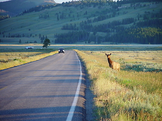 포토 JPG 해외이미지 동물 도로 야생동물 여행 밭 포유류 자동차 아침 휴가 산 풍경 사람없음 옆모습 초록색 태양 여행객 평화 일출 환경 계곡 미국 하이킹 상승 서식지 단절 서쪽 아기사슴 암사슴 엘크 와이오밍 원정 이국적 해외202004 해외포토 주간 자연요소 길 새끼 육상교통 뷰포인트 컬러 컨셉 북아메리카 농업 교통시설 레저 사슴 사람 노을 암컷 방향 파일형식 이미지허브