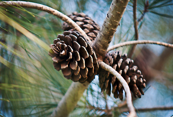 포토 JPG 해외이미지 나무 식물 백그라운드 잎 크리스마스 겨울 자연 사람없음 야외 초록색 갈색 축제 나뭇가지 소나무 숲 12월 솔방울 상록수 침엽수 전나무 원뿔 해외202004 해외포토 도형 계절 기념일 컬러 날짜 생태계 파일형식 이미지허브