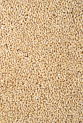 포토 JPG 해외이미지 식물 라이프스타일 음식 빵 줄기 백그라운드 패턴 밭 농업 재료 자연 건조 건강 옥수수 씨앗 사람없음 농작물 약 농장 노란색 우주 식사 수확 성장 가을 흰색 시골 황금 낟알 시리얼 밀 먹기 유기농 질감 귀 장면 길이 밀짚 내추럴 고립 밭일 숙성 호밀 더스트파티클 해외202004 해외포토 웰빙 계절 산업 컬러 무늬 의학 모션 곡류 생활 신체부위 짚 생태계 파일형식 이미지허브