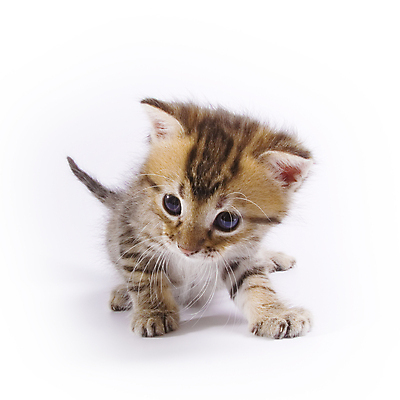 포토 JPG 해외이미지 동물 얼굴 포유류 포옹 놀이 수염 털 사람없음 반려동물 고양이 게임 흰색 표현 아기 호랑이 달콤 작음 모피 만족 꼬리 카푸치노 고립 동반자 해외202004 해외포토 감정 커피 컬러 안기 사람 신체부위 맛 크기 파일형식 이미지허브