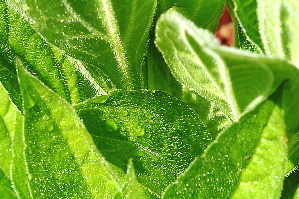 포토 JPG 해외이미지 식물 잎 사람없음 초록색 물 이슬 유기농 광합성 해외202004 해외포토 자연요소 웰빙 컬러 파일형식 이미지허브