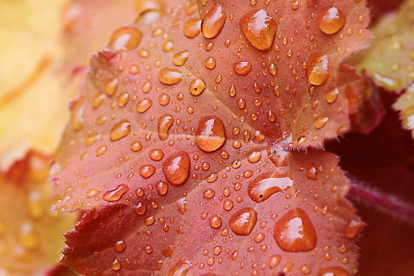 포토 JPG 해외이미지 식물 백그라운드 잎 자연 사람없음 물 정원 떨어짐 질감 청동 영원 해외202004 해외포토 자연요소 컨셉 생태계 파일형식 이미지허브