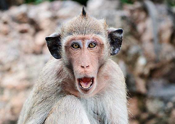 포토 JPG 해외이미지 동물 응시 공원 남자 아시아 얼굴 야생동물 백그라운드 포유류 태국 자연 생물 털 앉기 사람없음 힘 분노 원숭이 표현 관찰 오픈 입 닫기 무서움 유인원 내추럴 해외202004 해외포토 시선 공공시설 감정 나라 모션 사람 신체부위 생태계 파일형식 이미지허브