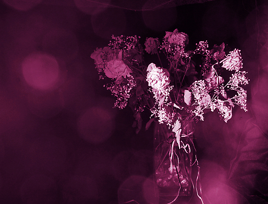 포토 JPG 해외이미지 꽃 꽃다발 자연 건조 사랑 사람없음 추위 죽음 다리찢기 옛날 우울감 이혼 혼자 해외202004 해외포토 식물 감정 모션 생태계 파일형식 이미지허브