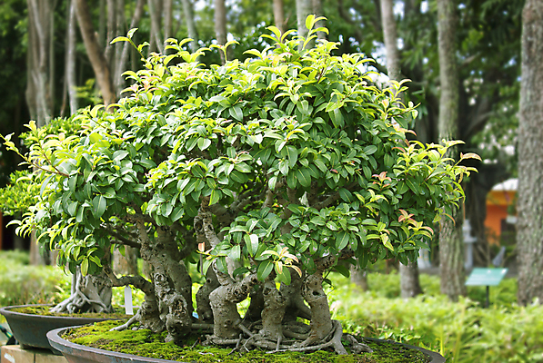 포토 JPG 해외이미지 나무 식물 디자인 지구 백그라운드 잎 새로움 동양인 취미 사람없음 목재 장식 초록색 컬러풀 흙 미니어처 자유 성장 흰색 나뭇가지 냄비 작음 컨테이너 원예 뿌리 상록수 망사 리빙 분재 미니 옛날 해외202004 해외포토 산업 컬러 컨셉 재료 인종 모형 직물 솥 크기 파일형식 이미지허브