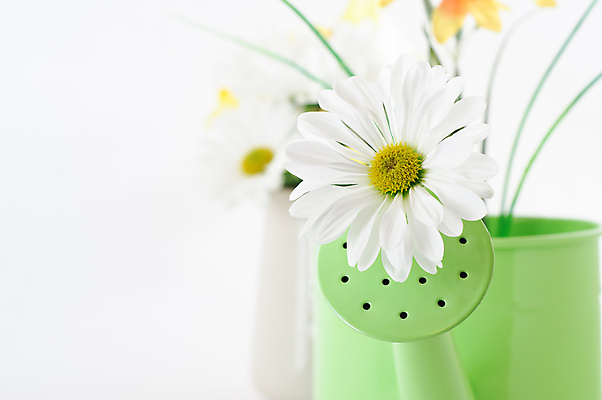 포토 JPG 해외이미지 모양 식물 꽃 사람없음 초록색 봄 물뿌리개 성장 흰색 개화 원예 데이지 노즐 돌봄 카피스페이스 해외202004 해외포토 계절 컬러 모션 취미 공백 파일형식 이미지허브