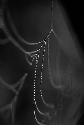 포토 JPG 해외이미지 모양 식물 공원 선 곤충 백그라운드 패턴 인터넷 자연 아침 추상 스트레스 흑백 사람없음 빨간색 물 갈색 노란색 평화 정원 맑음 검은색 자료 웹 젖음 안개 가을 닫기 떨어짐 이슬 연결 질감 서식 보케 시스템 내추럴 블러 특별함 해외202004 해외포토 주간 자연요소 동물 계절 공공시설 컬러 컨셉 무늬 모션 날씨 촬영기법 생태계 파일형식 이미지허브