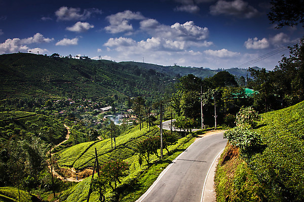 포토 JPG 해외이미지 식물 계절 아시아 여행 백그라운드 잎 밭 농업 자연 산 동양인 풍경 사람없음 야외 초록색 여름 농작물 농장 농경지 환경 계곡 시골 신선 차 땅 언덕 장면 산악지대 밭일 해외202004 해외포토 나라 산업 음료 컬러 인종 생태계 파일형식 이미지허브