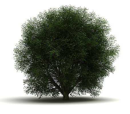 포토 JPG 해외이미지 나무 식물 계절 잎 자연 사람없음 야외 초록색 환경 봄 성장 흰색 나뭇가지 디지털합성 싱글 내추럴 고립 해외202004 해외포토 컬러 생태계 파일형식 이미지허브