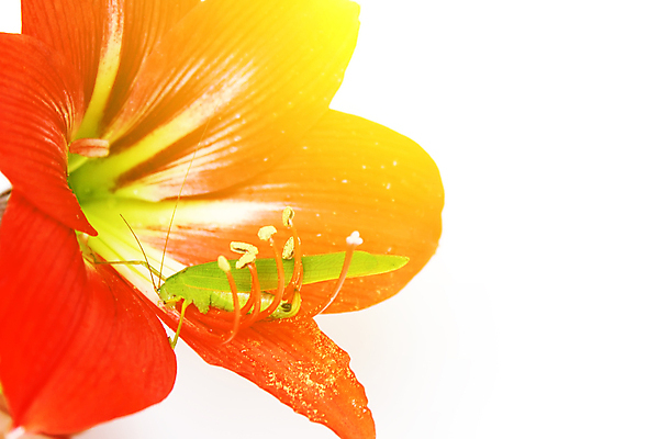 포토 JPG 해외이미지 1 꽃 분홍색 곤충 자연 사람없음 초록색 여름 정원 봄 용 백합 위험 딱정벌레 메뚜기 귀뚜라미 해외202004 해외포토 식물 동물 계절 컬러 컨셉 생태계 파일형식 이미지허브