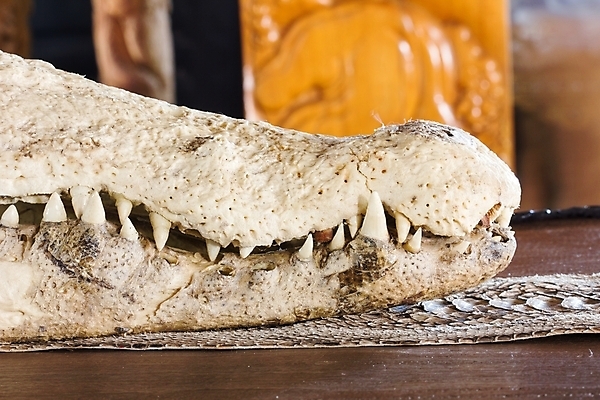 포토 JPG 해외이미지 뼈 골격 사람없음 장식 흰색 죽음 입 치아 위험 악어 토막 해골모형 해외202004 해외포토 컬러 컨셉 파충류 신체부위 모형 소화기관 파일형식 이미지허브