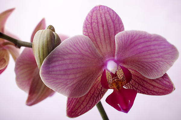 포토 JPG 해외이미지 식물 꽃잎 꽃 줄기 분홍색 백그라운드 자연 사람없음 침묵 난초 오브젝트 장면 해외202004 해외포토 컬러 소리 생태계 파일형식 이미지허브