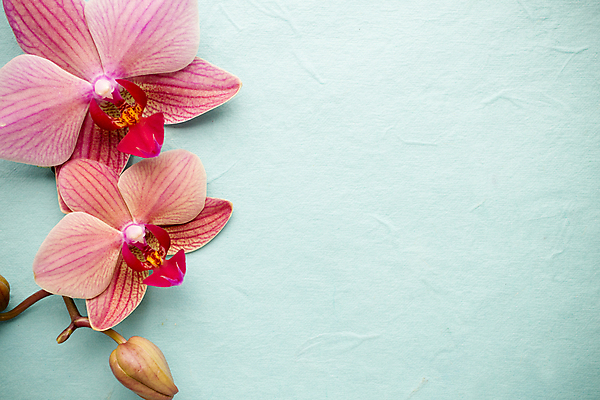 포토 JPG 해외이미지 식물 꽃잎 꽃 줄기 분홍색 백그라운드 자연 사람없음 스파 침묵 봄 난초 오브젝트 장면 해외202004 해외포토 계절 컬러 소리 생태계 파일형식 이미지허브