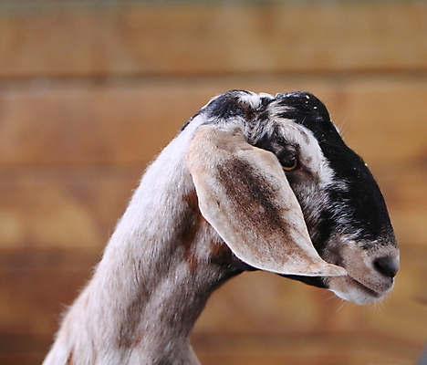 포토 JPG 해외이미지 동물 야생동물 음식 포유류 자연 염소 사람없음 농장 식용 해외202004 해외포토 농업 생태계 파일형식 이미지허브