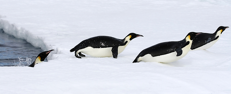 포토 JPG 해외이미지 동물 야생동물 겨울 자연 조류 사람없음 점프 냉동 얼음 추위 남극 북극 펭귄 봉 남쪽 해외202004 해외포토 자연요소 계절 모션 극지방 방향 생태계 파일형식 이미지허브