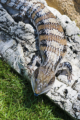 포토 JPG 해외이미지 신체 파충류 자연 저울 양서류 사람없음 야외 초록색 파란색 반려동물 머리 혀 도마뱀 기어가기 땅바닥 해외202004 해외포토 동물 컬러 모션 바닥 신체부위 입 생태계 파일형식 이미지허브