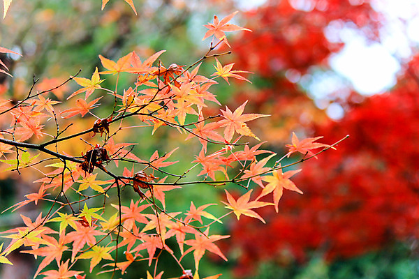포토 JPG 해외이미지 나무 식물 계절 공원 실루엣 도로 여행 백그라운드 무지개 잎 패턴 자연 하늘 지붕 휴식 풍경 사람없음 빨간색 파란색 빛 컬러풀 햇빛 태양 정원 일본 활발 덮개 가을 나뭇가지 신선 보행로 닫기 숲 그늘 오솔길 강렬 해외202004 해외포토 자연요소 공공시설 아시아 길 컬러 컨셉 무늬 교통시설 모션 촬영기법 뚜껑 생태계 파일형식 이미지허브