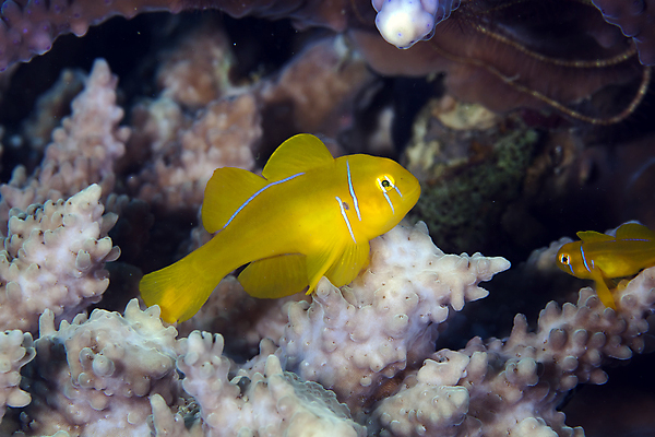 포토 JPG 해외이미지 동물 바다 자연 어류 사람없음 물 파란색 컬러풀 바닷속 수중 아래 다이빙 깊이 소금물 이국적 해외202004 해외포토 자연요소 컬러 수영 수중동물 방향 생태계 위치 수중스포츠 파일형식 이미지허브