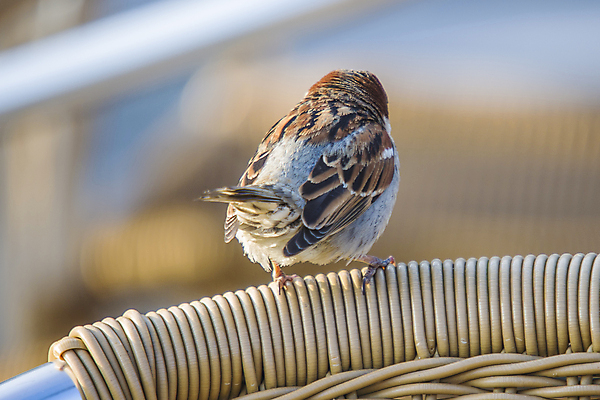 포토 JPG 해외이미지 동물 응시 유럽 야생동물 음식 날개 의자 자연 조류 노르웨이 사람없음 햇빛 갈색 검은색 봄 카페 회색 보호 작음 먹이 먹기 깃털 부리 참새 동물상 작살 해외202004 해외포토 시선 계절 나라 컬러 가구 컨셉 모션 태양 조형물 상점 크기 생태계 파일형식 이미지허브