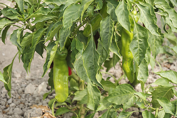 포토 JPG 해외이미지 식물 라이프스타일 계절 음식 줄기 잎 농업 채소 과일 자연 고추 파프리카 건강 요리 사람없음 초록색 여름 농장 정원 수확 성장 신선 조미료 맛 먹기 유기농 원예 날것 향료 후추 내추럴 밭일 온실 채식주의자 해외202004 해외포토 웰빙 산업 컬러 컨셉 모션 취미 생활 향신료 생태계 채식 향기 냄새 향미료 파일형식 이미지허브