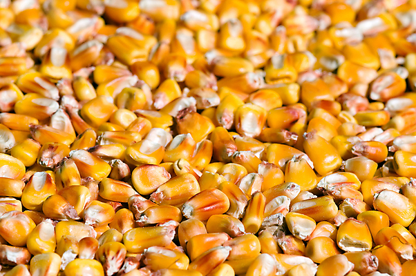 포토 JPG 해외이미지 음식 백그라운드 농업 채소 재료 건조 옥수수 씨앗 사람없음 쌓기 낟알 시리얼 알맹이 날것 흙더미 단백질 채식주의자 해외202004 해외포토 식물 산업 모션 곡류 흙 채식 영양소 파일형식 더미 이미지허브