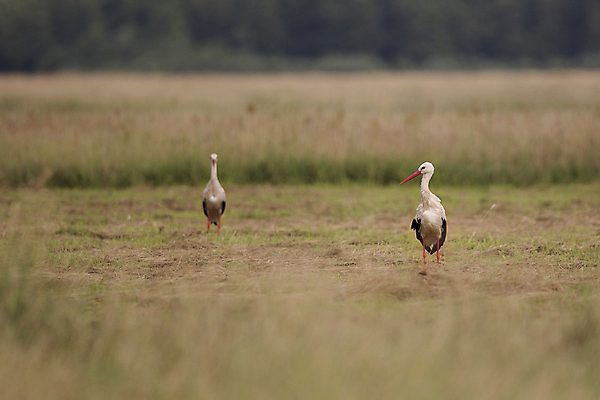 포토 JPG 해외이미지 동물 야생동물 조류 사람없음 흰색 시리얼 영토 지역 공터 땅바닥 황새 해외202004 해외포토 음식 컬러 바닥 파일형식 이미지허브
