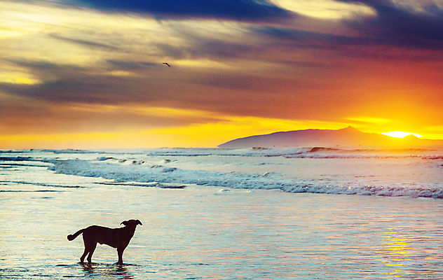 포토 JPG 해외이미지 동물 행복 바다 가정 관계 실험 잔디 사람없음 초록색 반려동물 강 노란색 우정 황금 개 리트리버 강아지 래브라도리트리버 심볼 송곳니 동반자 유래 해외202004 해외포토 식물 감정 컬러 포유류 친구 치아 파일형식 이미지허브