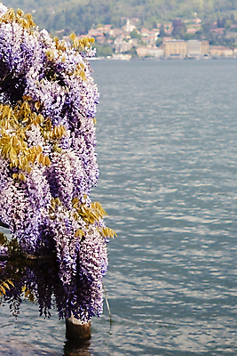 포토 JPG 해외이미지 식물 계절 꽃 호수 바다 사람없음 물 컬러풀 보라색 봄 이탈리아 파라다이스 해외202004 해외포토 자연요소 유럽 컬러 파일형식 이미지허브