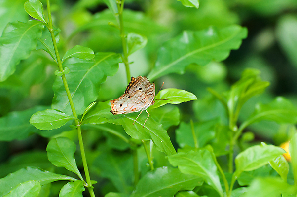 포토 JPG 해외이미지 동물 야생동물 나비 곤충 동물원 사람없음 내추럴 해외202004 해외포토 파일형식 이미지허브