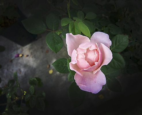 포토 JPG 해외이미지 식물 계절 꽃잎 꽃 분홍색 잎 꽃무늬 자연 사랑 사람없음 야외 초록색 여름 컬러풀 장미 정원 봄 벚꽃 신선 개화 우아함 닫기 원예 향기 내추럴 세련 해외202004 해외포토 감정 컬러 컨셉 무늬 모션 취미 생태계 냄새 파일형식 이미지허브