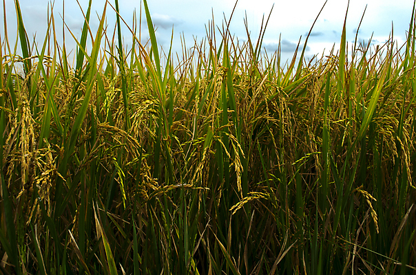포토 JPG 해외이미지 전통 아시아 음식 백그라운드 잎 농업 태국 자연 하늘 밥 풍경 사람없음 야외 초록색 파란색 농작물 농장 가을 시골 내추럴 논밭 해외202004 해외포토 식물 계절 나라 산업 컬러 밭 논 생태계 파일형식 이미지허브