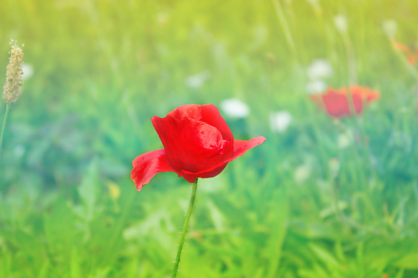 포토 JPG 해외이미지 식물 꽃잎 꽃 잎 밭 자연 사람없음 야외 빨간색 초록색 여름 태양 농장 머리 봄 벚꽃 시골 신선 개화 땅 싱글 심플 양귀비 해외202004 해외포토 자연요소 계절 컬러 농업 신체부위 생태계 파일형식 이미지허브