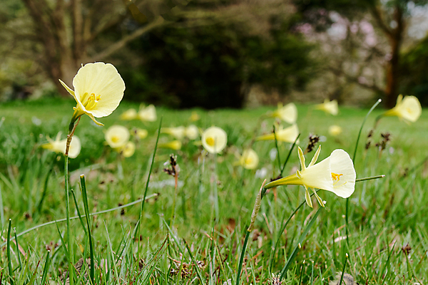 포토 JPG 해외이미지 주간 영어 꽃 자연 영국 잉글랜드 사람없음 야외 미니어처 흰색 작음 레몬 테두리 수선화 독말풀 서식스 해외202004 해외포토 자연요소 식물 문자 유럽 컬러 과일 모형 크기 생태계 파일형식 이미지허브