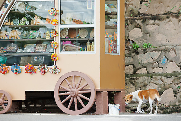 포토 JPG 해외이미지 아시아 여유 여행 휴가 휴식 사람없음 햇빛 평화 맑음 자유 시골 개 편안함 엽서 기념품 스리랑카 파라다이스 해외202004 해외포토 감정 나라 컨셉 포유류 날씨 태양 감각 편지 오브젝트 파일형식 이미지허브
