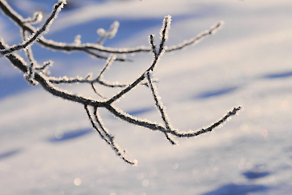 포토 JPG 해외이미지 나무 계절 백그라운드 겨울 밭 자연 풍경 사람없음 야외 파란색 햇빛 태양 얼음 일몰 추위 흰색 나뭇가지 해외202004 해외포토 자연요소 식물 컬러 농업 노을 생태계 파일형식 이미지허브
