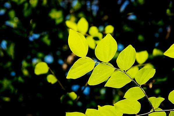 포토 JPG 해외이미지 나무 식물 디자인 계절 공원 행복 문화 백그라운드 잎 꽃무늬 패턴 일러스트 자연 하늘 추상 새로움 프레임 미술 사람없음 야외 장식 초록색 여름 빛 햇빛 태양 환경 정원 봄 성장 광선 나뭇가지 신선 신용카드 숲 유기농 전경 해외202004 해외포토 자연요소 웰빙 공공시설 꽃 감정 컬러 컨셉 무늬 문화예술 풍경 금융 생태계 파일형식 탑뷰 이미지허브