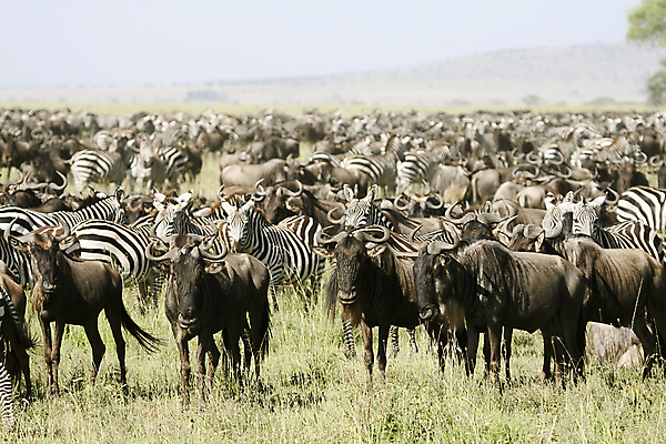 포토 JPG 해외이미지 동물 야생동물 밭 아프리카 자연 휴가 따뜻함 국립공원 사람없음 뜨거움 사파리 케냐 세렝게티 탄자니아 해외202004 해외포토 공원 나라 농업 생태계 파일형식 이미지허브