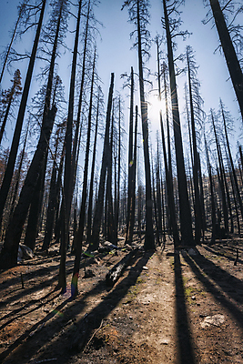 포토 JPG 해외이미지 나무 공원 여행 자연 휴가 산 건조 국립공원 그림자 풍경 사람없음 야외 여름 햇빛 태양 환경 미국 하이킹 황무지 고독 보호 숲 배낭여행 캘리포니아 멀리 기후변화 요세미티국립공원 해외202004 해외포토 자연요소 식물 계절 공공시설 감정 컨셉 북아메리카 레저 날씨 변화 생태계 파일형식 이미지허브