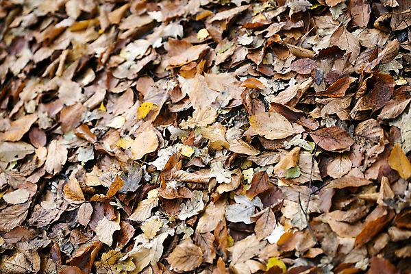 포토 JPG 해외이미지 나무 식물 계절 공원 줄기 잎 겨울 꽃무늬 채소 자연 건조 사람없음 목재 초록색 세트 갈색 노란색 쌓기 놀람 덮개 가을 죽음 숲 브레이크 수집 허브 묘사 질감 내추럴 딜 땅바닥 엘리먼트 많음 해외202004 해외포토 공공시설 꽃 감정 컬러 컨셉 무늬 재료 모션 바닥 표정 뚜껑 생태계 파일형식 이미지허브
