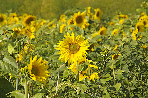 포토 JPG 해외이미지 식물 꽃잎 꽃 백그라운드 잎 꽃무늬 밭 농업 오렌지 자연 하늘 해바라기 풍경 사람없음 초록색 여름 파란색 컬러풀 햇빛 태양 노란색 맑음 봄 활발 성장 벚꽃 시골 원형 개화 유기농 꽃가루 내추럴 해외202004 해외포토 자연요소 도형 웰빙 계절 산업 컬러 컨셉 무늬 과일 날씨 가루 생태계 파일형식 이미지허브