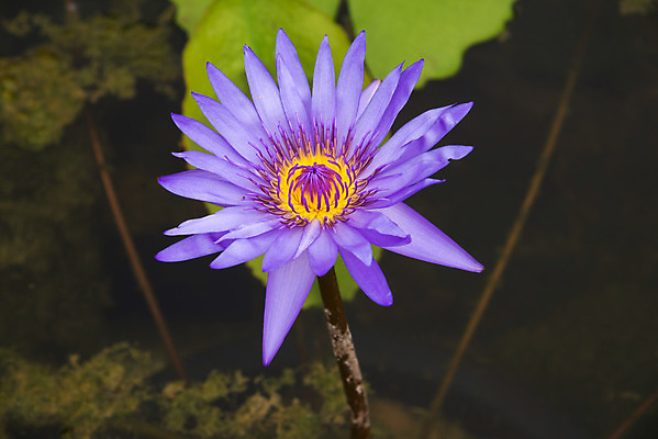 포토 JPG 해외이미지 식물 꽃잎 꽃 호수 분홍색 자연 연꽃 사람없음 야외 장식 가로 빨간색 초록색 물 파란색 컬러풀 약 반사 정원 벚꽃 흰색 물방울 연못 수면 약초 자주색 식물원 화단 해외202004 해외포토 자연요소 컬러 의학 풀_식물 생태계 파일형식 이미지허브