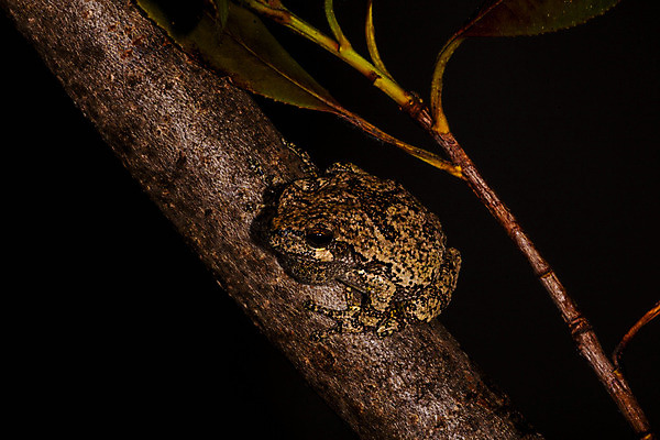 포토 JPG 해외이미지 나무 야생동물 백그라운드 자연 개구리 양서류 앉기 사람없음 반려동물 점프 검은색 회색 젖음 나뭇가지 작음 육식동물 고립 끈적임 해외202004 해외포토 식물 동물 컬러 모션 크기 생태계 파일형식 이미지허브