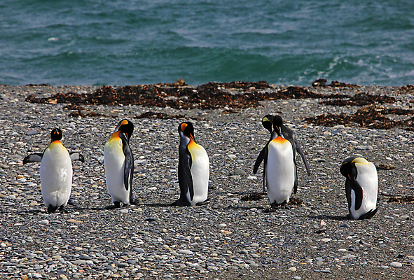포토 JPG 해외이미지 동물 구름 공원 야생동물 섬 과학 여행 가족 자연 조류 하늘 수영장 사람없음 빨간색 물 파란색 미국 회색 추위 흰색 그룹 역 왕 남극 북극 펭귄 부리 칠레 남쪽 아르헨티나 종료 식민지 해외202004 해외포토 자연요소 공공시설 컬러 북아메리카 관계 교통시설 남아메리카 극지방 방향 생태계 파일형식 이미지허브