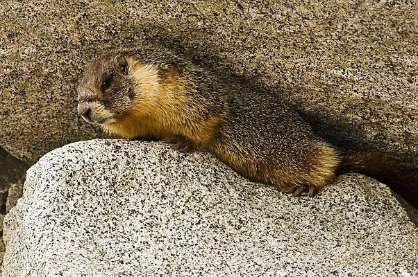 포토 JPG 해외이미지 동물 야생동물 포유류 산 털 사람없음 옆모습 갈색 설치류 숲 호루라기 꼬리 다람쥐 캘리포니아 땅바닥 비버 해외202004 해외포토 뷰포인트 컬러 바닥 미국 파일형식 이미지허브