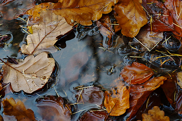 포토 JPG 해외이미지 나무 식물 디자인 커플 계절 공원 꽃 호수 결혼 백그라운드 단풍 잎 꽃무늬 오렌지 자연 표면 추상 사랑 사람없음 야외 빨간색 물 파란색 컬러풀 반사 갈색 노란색 환경 젖음 가을 액체 이슬 아스팔트 11월 순수 질감 웅덩이 10월 내추럴 그런지 땅바닥 해외202004 해외포토 자연요소 공공시설 감정 도로 컬러 컨셉 무늬 과일 관계 바닥 이벤트 날짜 생태계 파일형식 이미지허브