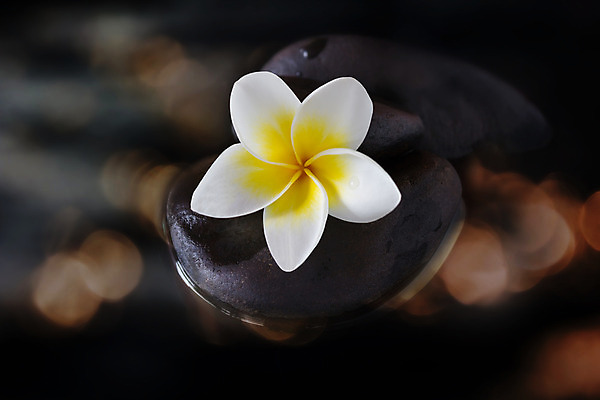 포토 JPG 해외이미지 꽃 백그라운드 오렌지 자연 그림자 사람없음 물 빛 햇빛 노란색 우주 검은색 어둠 조약돌 흰색 황금 보케 향기 지역 해외202004 해외포토 자연요소 식물 컬러 과일 태양 돌_바위 생태계 냄새 파일형식 이미지허브