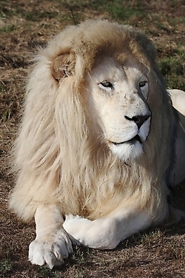 포토 JPG 해외이미지 동물 응시 공원 남자 얼굴 야생동물 포유류 발 아프리카 자연 휴식 수염 털 사람없음 머리 고양이 게임 흰색 입 위험 사자 큼 왕 모피 사파리 육식동물 갈기 멸종 사자자리 총구 특별함 해외202004 해외포토 시선 공공시설 나라 컬러 컨셉 놀이 사람 신체부위 반려동물 별자리 크기 생태계 파일형식 이미지허브