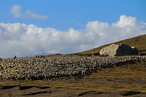 포토 JPG 해외이미지 나무 동물 문화 밭 농업 포유류 자연 산 경비 풍경 사람없음 야외 여름 농장 농경지 마을 환경 계곡 가축 시골 양 그룹 양치기 군중 방목 언덕 양고기 칠레 남쪽 아르헨티나 양모 밭일 생태학 해외202004 해외포토 식물 직업 계절 교육 산업 육류 안전 사람 직물 남아메리카 보호 축산업 방향 생태계 파일형식 이미지허브