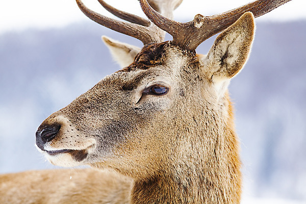 포토 JPG 해외이미지 주간 응시 야생동물 겨울 사슴 뿔 풍경 근접촬영 사람없음 야외 해외202004 해외포토 자연요소 동물 시선 계절 뷰포인트 포유류 파일형식 이미지허브